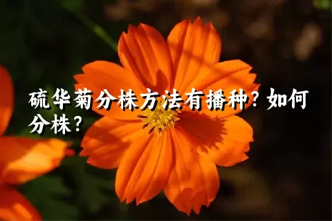 硫华菊分株方法有播种？如何分株？