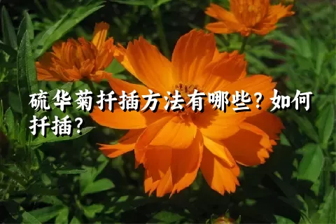 硫华菊扦插方法有哪些？如何扦插？