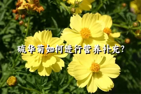 硫华菊如何进行营养补充？