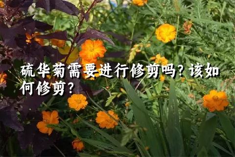 硫华菊需要进行修剪吗？该如何修剪？