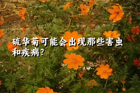 硫华菊可能会出现那些害虫和疾病？