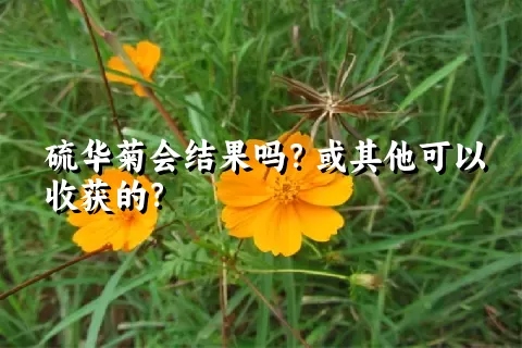 硫华菊会结果吗？或其他可以收获的？