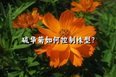 硫华菊如何控制株型？