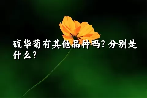 硫华菊有其他品种吗？分别是什么？