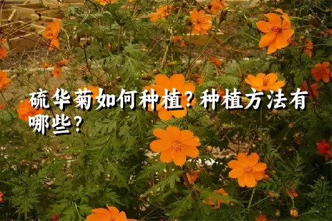 硫华菊如何种植？种植方法有哪些？