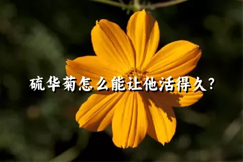 硫华菊怎么能让他活得久？