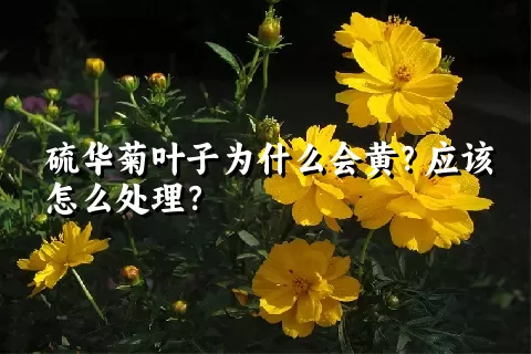 硫华菊叶子为什么会黄？应该怎么处理？