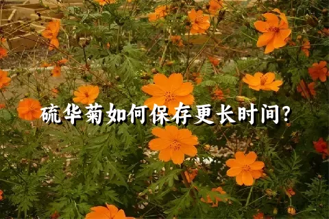 硫华菊如何保存更长时间？