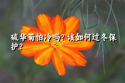 硫华菊怕冷吗？该如何过冬保护？