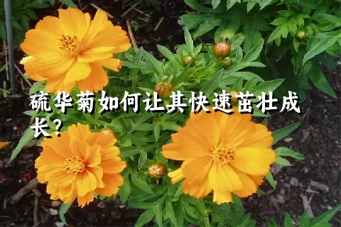 硫华菊如何让其快速茁壮成长？