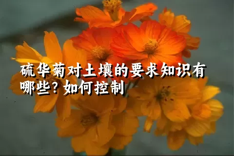 硫华菊对土壤的要求知识有哪些？如何控制