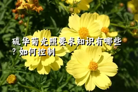 硫华菊光照要求知识有哪些？如何控制