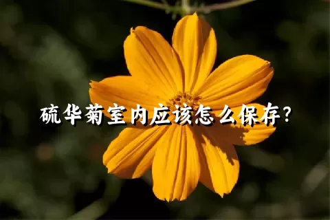 硫华菊室内应该怎么保存？