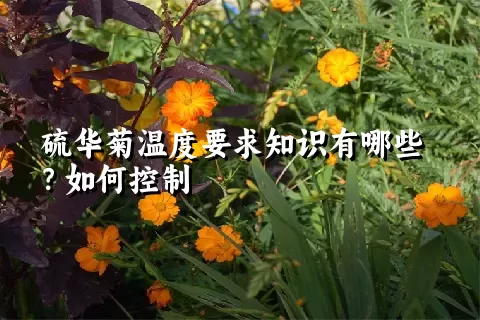 硫华菊温度要求知识有哪些？如何控制