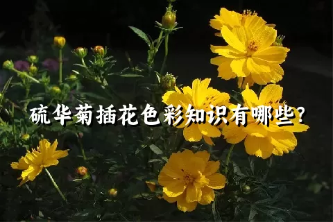 硫华菊插花色彩知识有哪些？