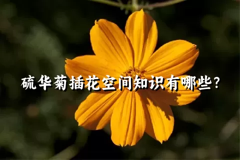 硫华菊插花空间知识有哪些？