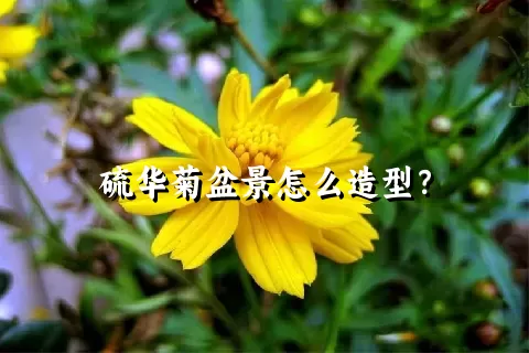 硫华菊盆景怎么造型？