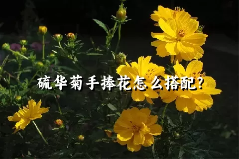 硫华菊手捧花怎么搭配？