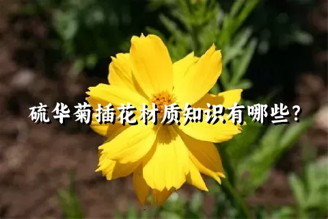 硫华菊插花材质知识有哪些？