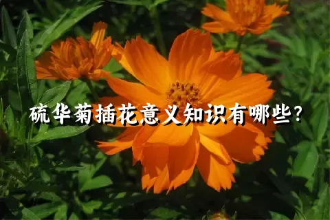 硫华菊插花意义知识有哪些？