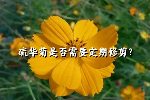 硫华菊是否需要定期修剪？