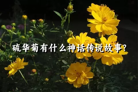 硫华菊有什么神话传说故事？