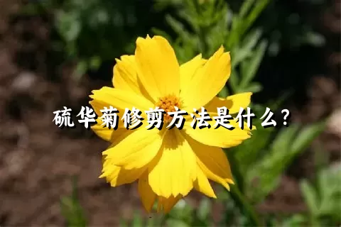 硫华菊修剪方法是什么？