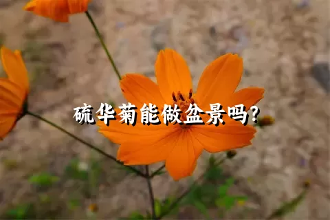 硫华菊能做盆景吗？