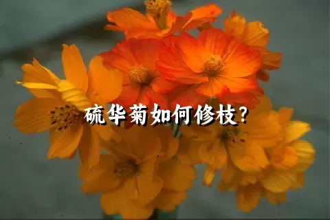 硫华菊如何修枝？