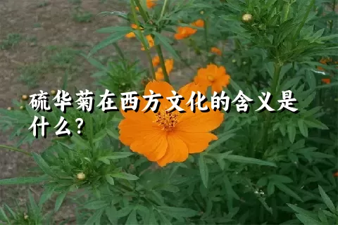 硫华菊在西方文化的含义是什么？