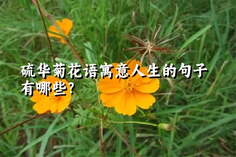 硫华菊花语寓意人生的句子有哪些？