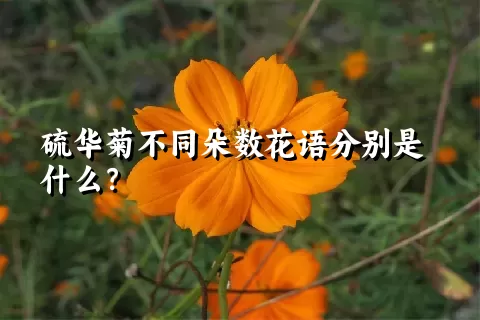 硫华菊不同朵数花语分别是什么？