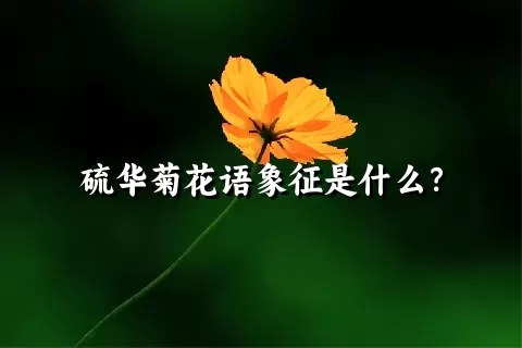 硫华菊花语象征是什么？