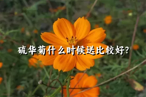 硫华菊什么时候送比较好？