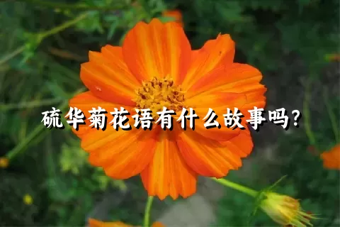 硫华菊花语有什么故事吗？