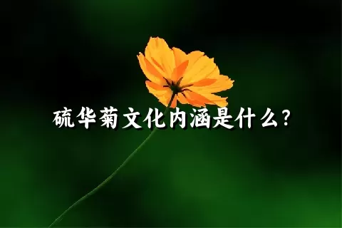 硫华菊文化内涵是什么？