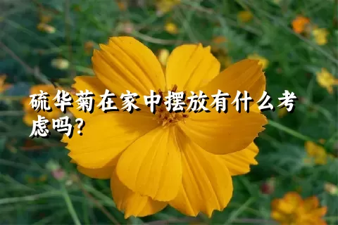 硫华菊在家中摆放有什么考虑吗？