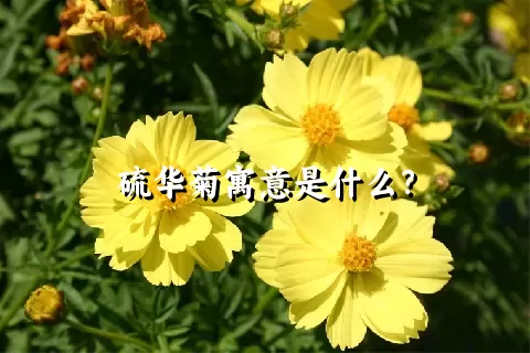 硫华菊寓意是什么？