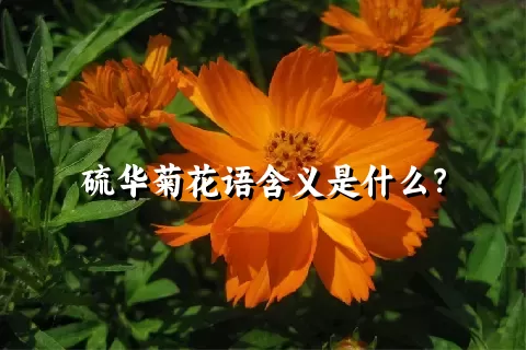 硫华菊花语含义是什么？