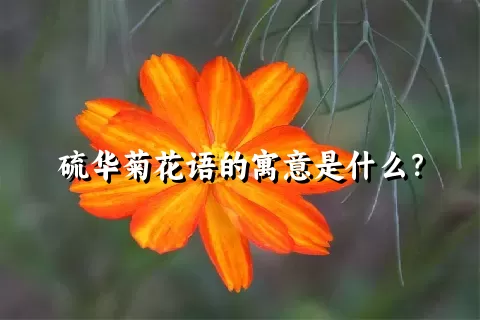 硫华菊花语的寓意是什么？