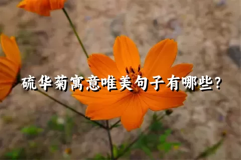 硫华菊寓意唯美句子有哪些？