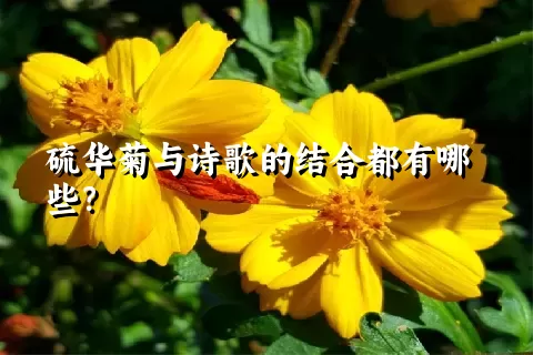 硫华菊与诗歌的结合都有哪些？