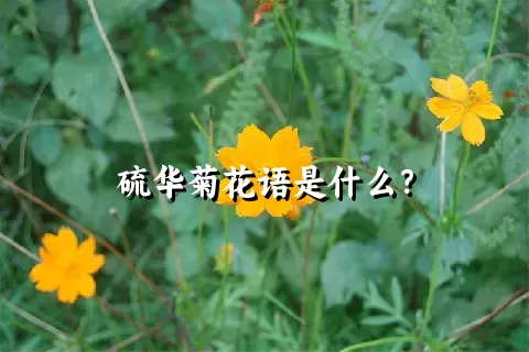 硫华菊花语是什么？