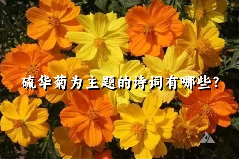 硫华菊为主题的诗词有哪些？