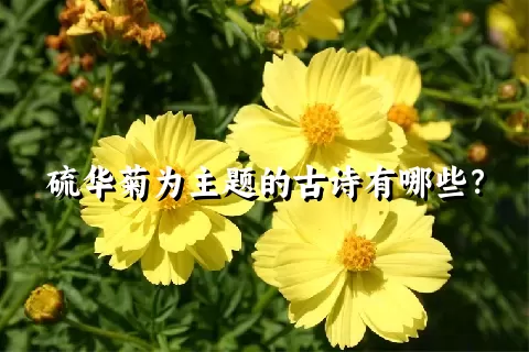 硫华菊为主题的古诗有哪些？