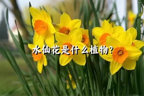 水仙花是什么植物？