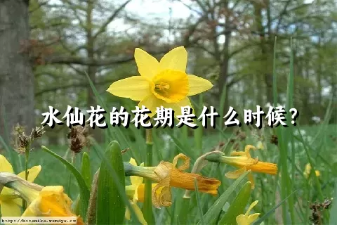 水仙花的花期是什么时候？