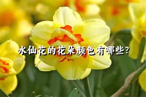 水仙花的花朵颜色有哪些？