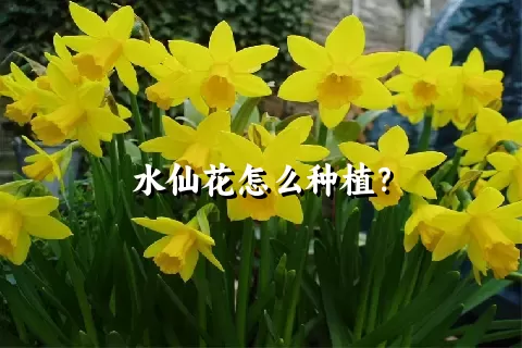 水仙花怎么种植？