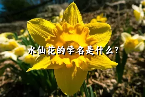 水仙花的学名是什么？